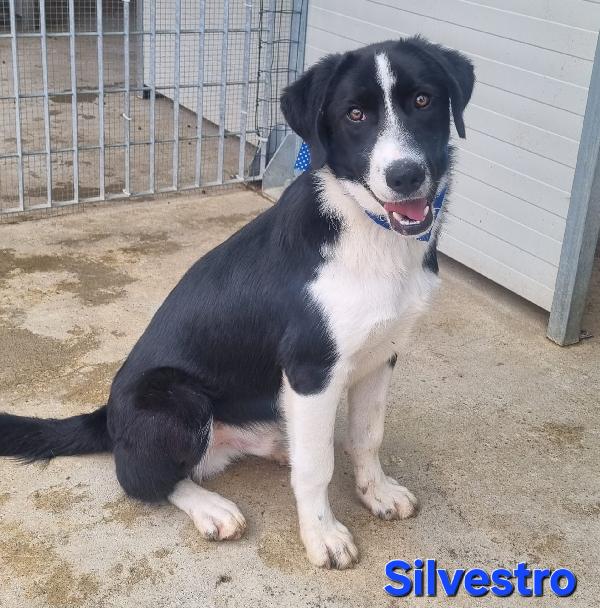 Silvestro Cucciolo Simil Border