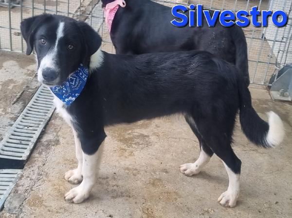 SILVESTRO CUCCIOLO SIMIL BORDER Foto 3