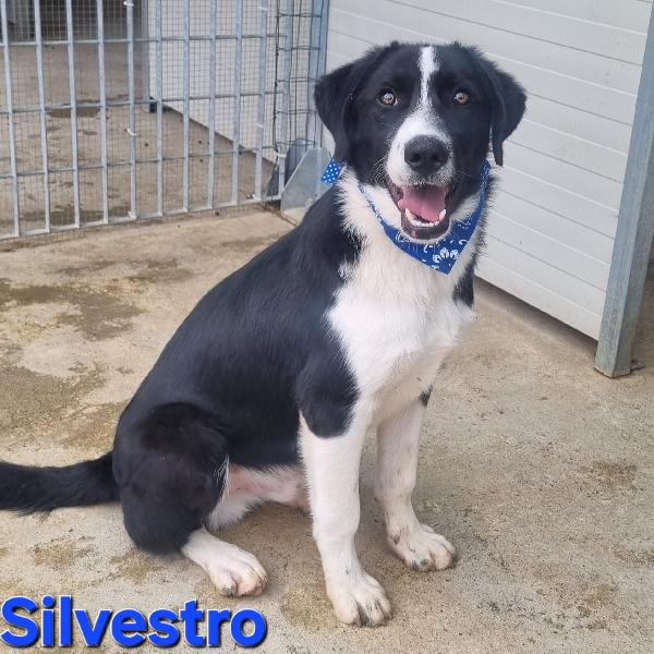SILVESTRO CUCCIOLO SIMIL BORDER Foto 4