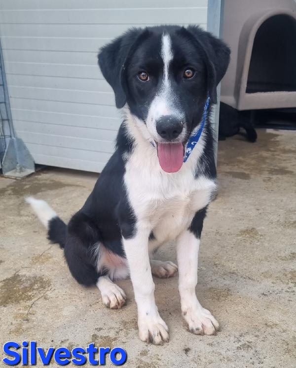 SILVESTRO CUCCIOLO SIMIL BORDER Foto 5