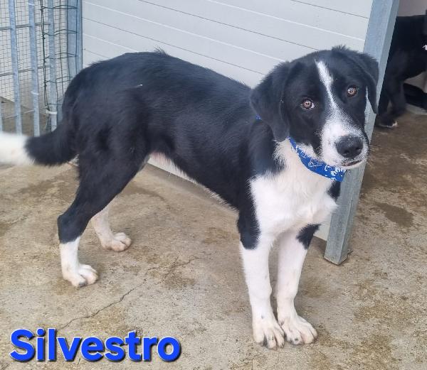 SILVESTRO CUCCIOLO SIMIL BORDER Foto 6