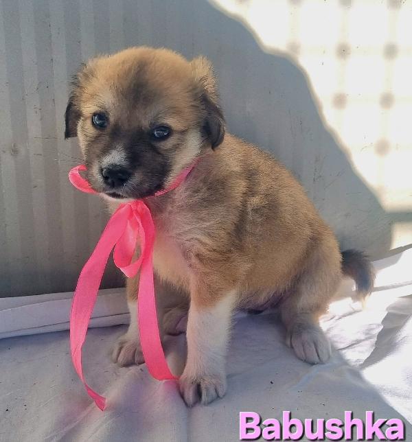 BABUSHKA CUCCIOLA TAGLIA MEDIO GRANDE Foto 2