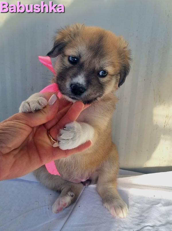 BABUSHKA CUCCIOLA TAGLIA MEDIO GRANDE Foto 6