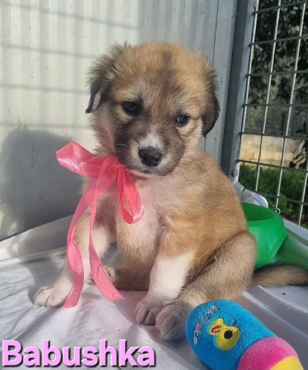 BABUSHKA CUCCIOLA TAGLIA MEDIO GRANDE Foto 5
