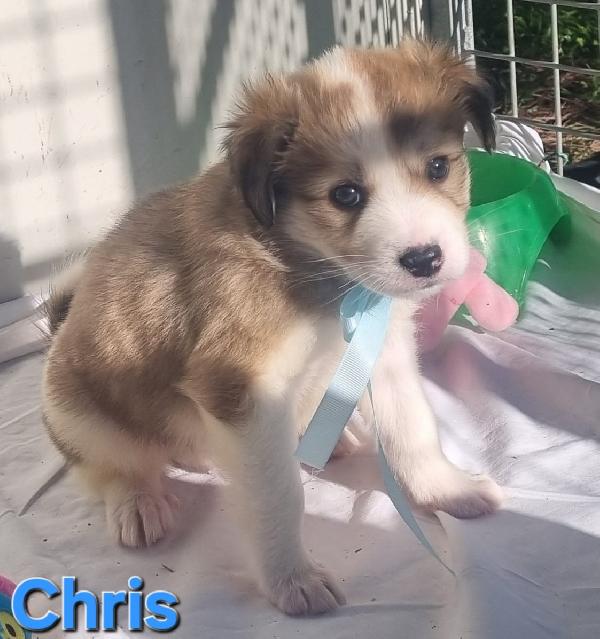 Chris Cucciolo Taglia Medio Grande