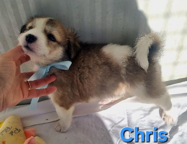 CHRIS CUCCIOLO TAGLIA MEDIO GRANDE Foto 2