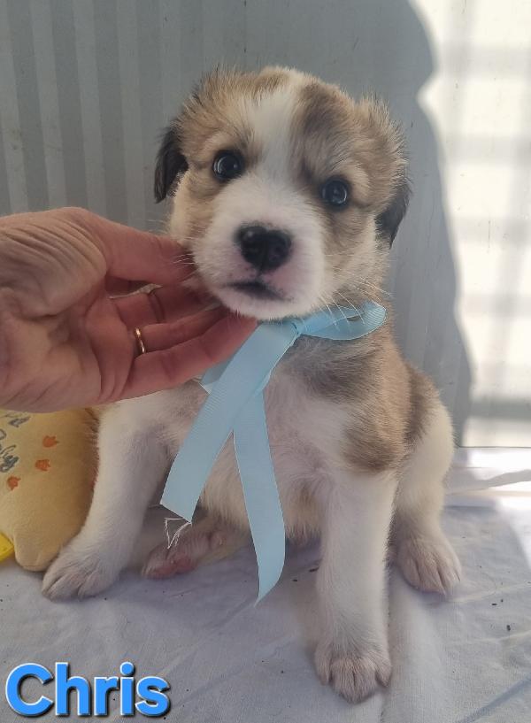 CHRIS CUCCIOLO TAGLIA MEDIO GRANDE Foto 3