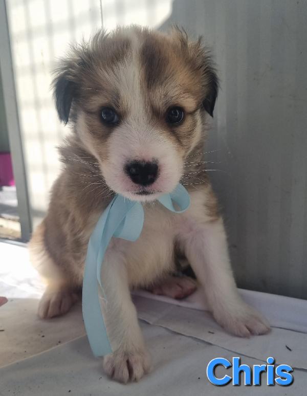 CHRIS CUCCIOLO TAGLIA MEDIO GRANDE Foto 4