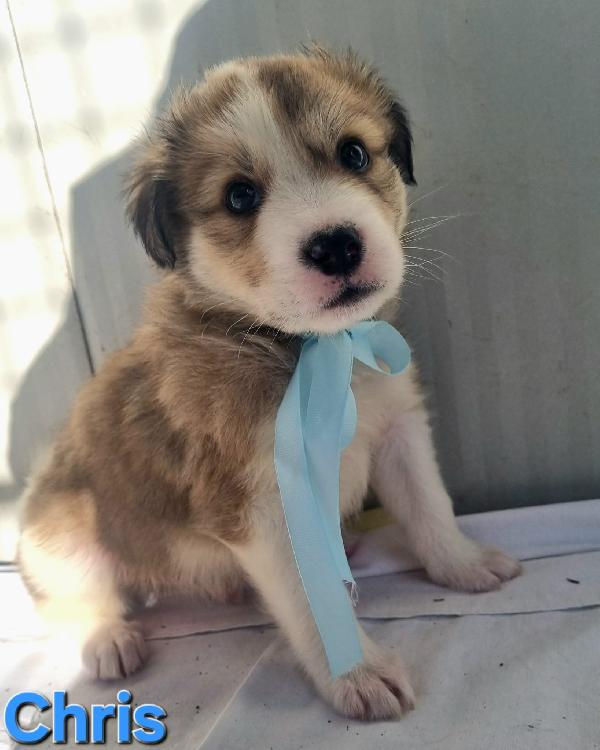 CHRIS CUCCIOLO TAGLIA MEDIO GRANDE Foto 5