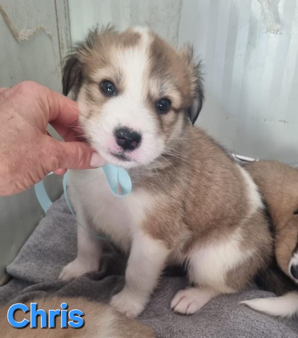 CHRIS CUCCIOLO TAGLIA MEDIO GRANDE Foto 6