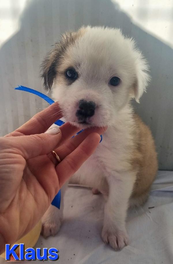 Klaus Cucciolo Taglia Medio Grande