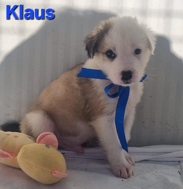 KLAUS CUCCIOLO TAGLIA MEDIO GRANDE Foto 2