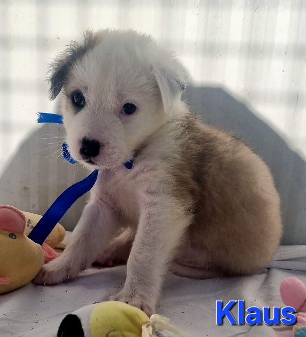 KLAUS CUCCIOLO TAGLIA MEDIO GRANDE Foto 3