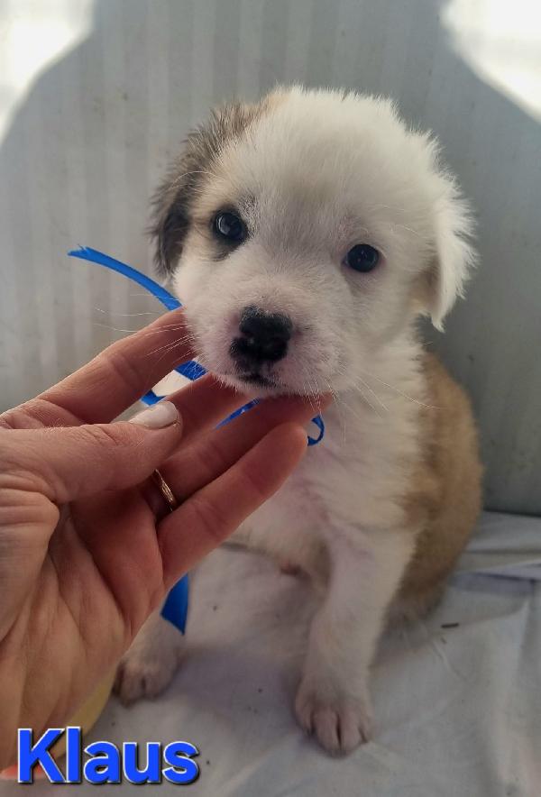KLAUS CUCCIOLO TAGLIA MEDIO GRANDE Foto 4