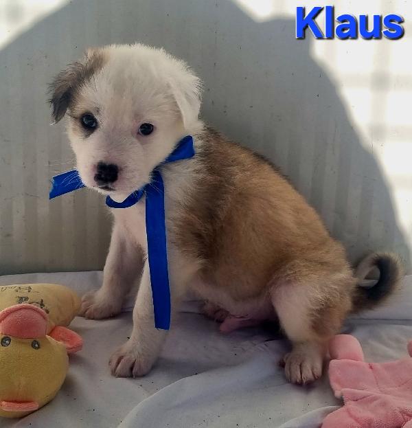 KLAUS CUCCIOLO TAGLIA MEDIO GRANDE Foto 5