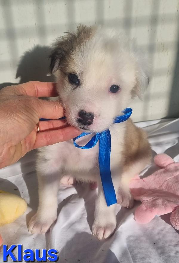 KLAUS CUCCIOLO TAGLIA MEDIO GRANDE Foto 6