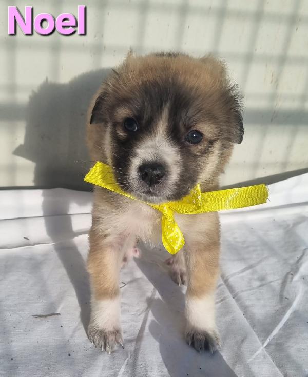 Noel Cucciolo Taglia Medio Grande