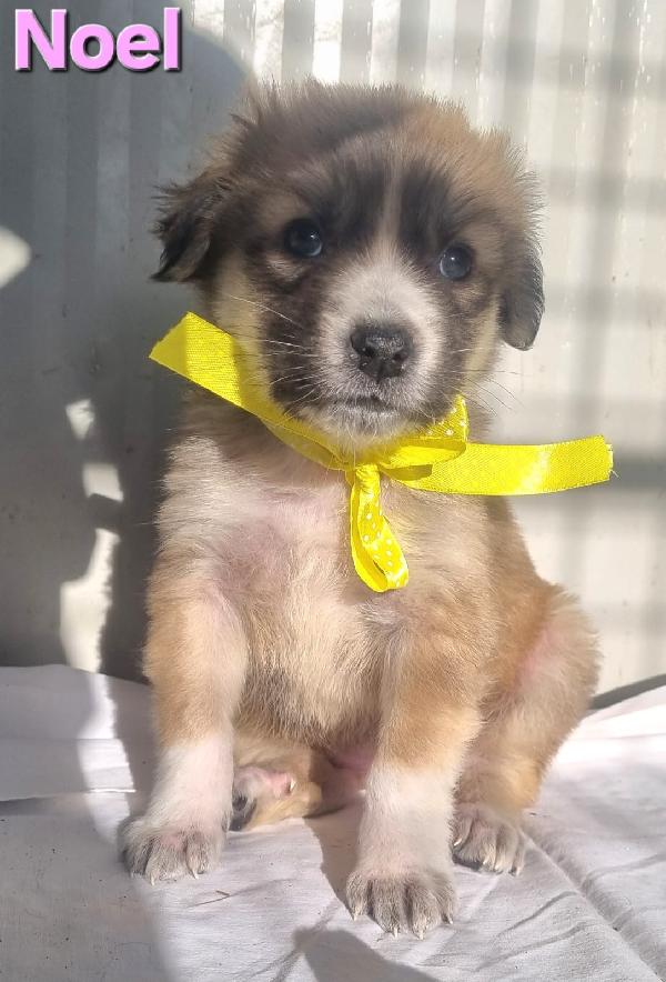 NOEL CUCCIOLO TAGLIA MEDIO GRANDE Foto 2