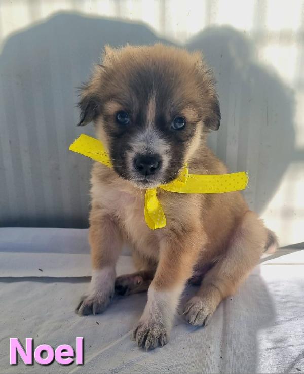 NOEL CUCCIOLO TAGLIA MEDIO GRANDE Foto 3