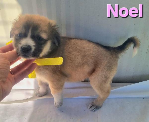 NOEL CUCCIOLO TAGLIA MEDIO GRANDE Foto 4