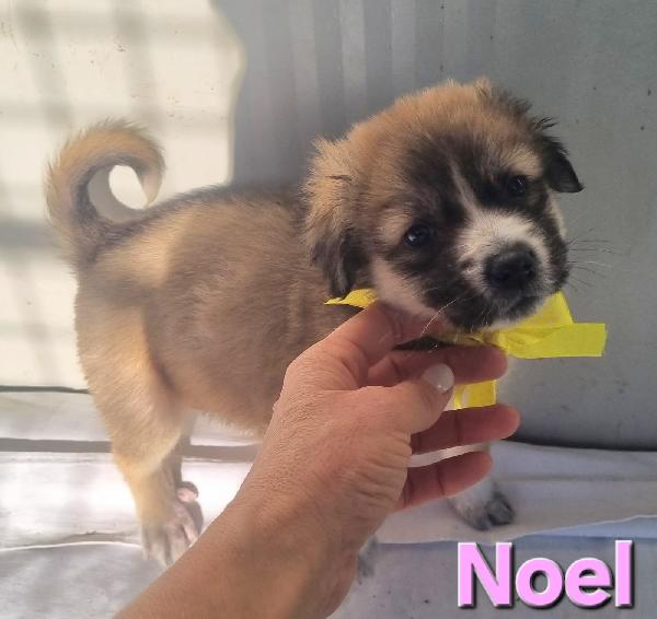 NOEL CUCCIOLO TAGLIA MEDIO GRANDE Foto 5