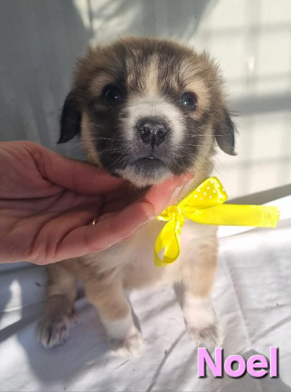 NOEL CUCCIOLO TAGLIA MEDIO GRANDE Foto 6