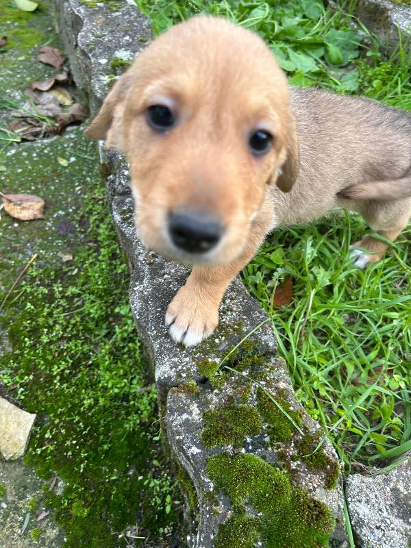 Lulù Meravigliosa Dolce Cucciola Cerca Famiglia
