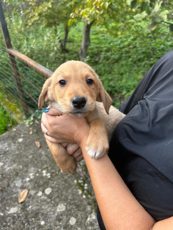Lulù meravigliosa dolce cucciola cerca famiglia Foto 2