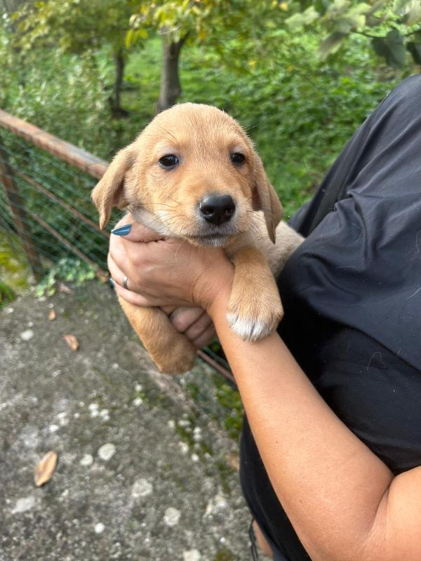Lulù meravigliosa dolce cucciola cerca famiglia Foto 3