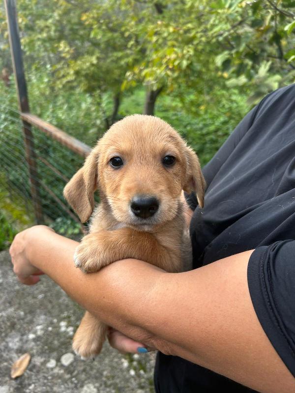 Lulù meravigliosa dolce cucciola cerca famiglia Foto 4