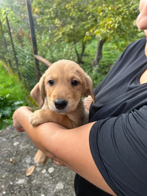 Lulù meravigliosa dolce cucciola cerca famiglia Foto 5
