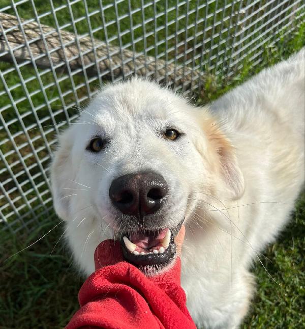 Spartaco, Manto Candido Come Il Suo ❤️