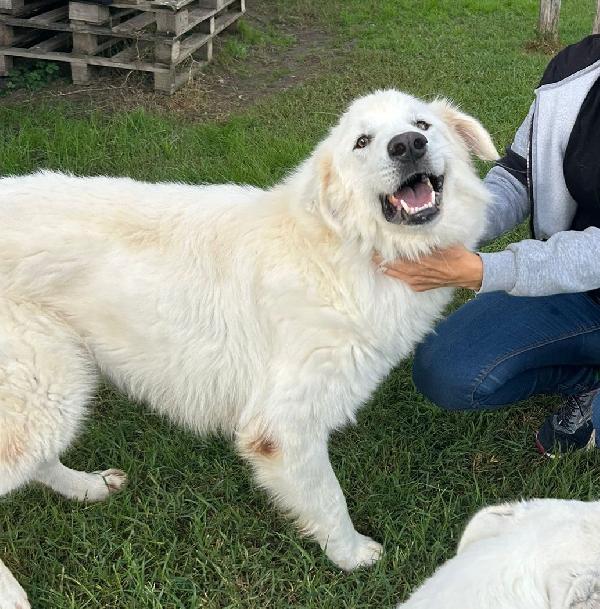 Spartaco, manto candido come il suo ❤️ Foto 2