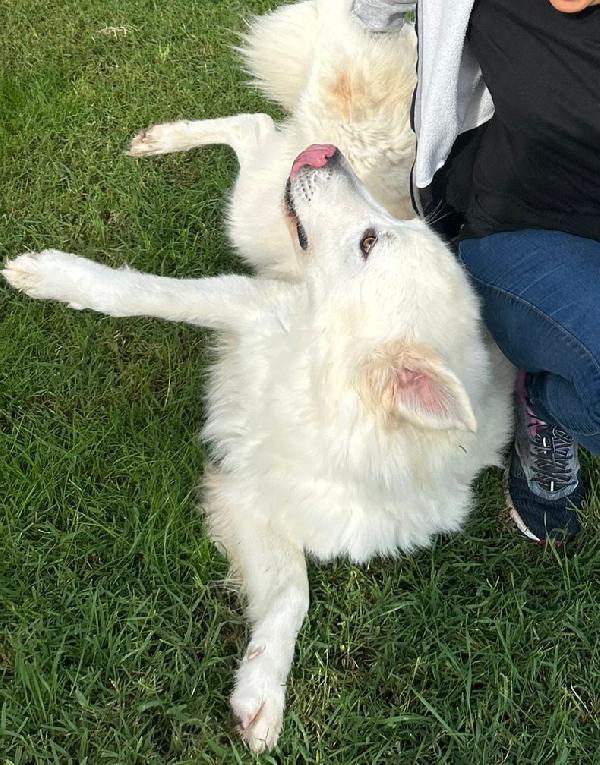 Spartaco, manto candido come il suo ❤️ Foto 5