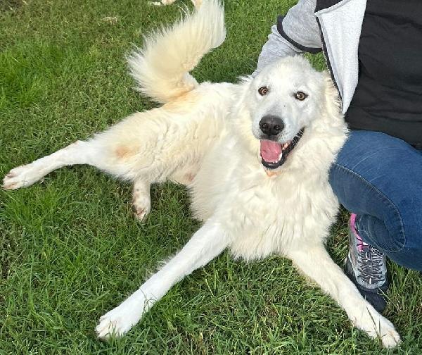 Spartaco, manto candido come il suo ❤️ Foto 6