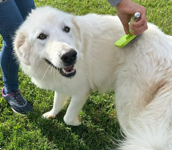 Spartaco, manto candido come il suo ❤️ Foto 8