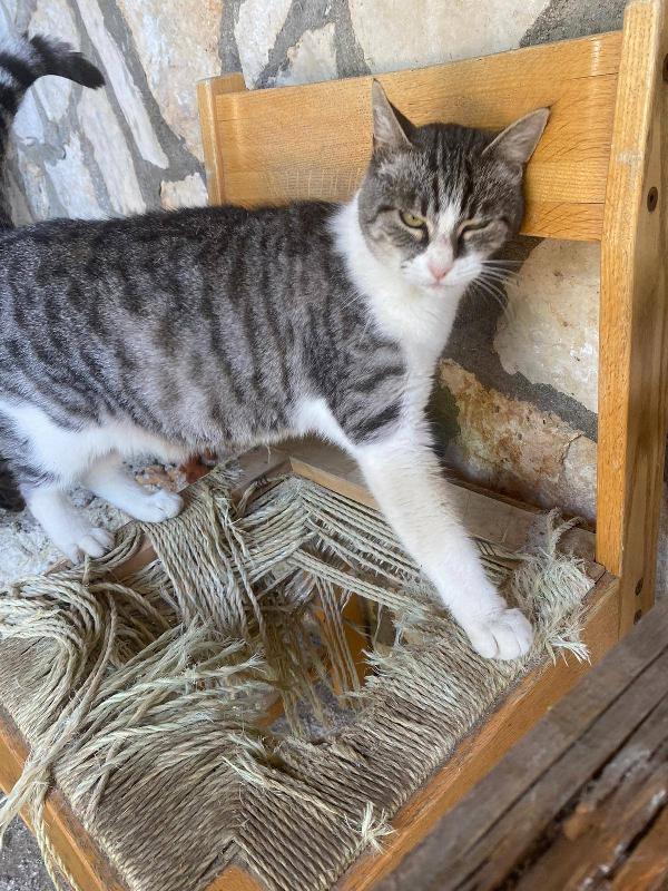 LICIA, tenera micia in adozione! Foto 2