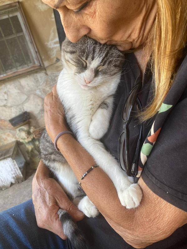 LICIA, tenera micia in adozione! Foto 3