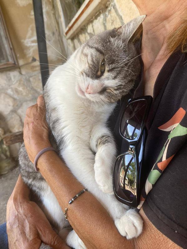 LICIA, tenera micia in adozione! Foto 6