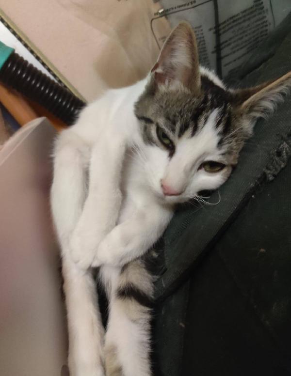 PACO, dolce micino in adozione! Foto 5