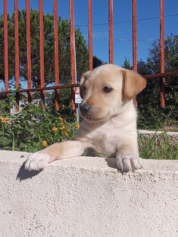 PUPETTA 2 mesi e mezzo taglia medio piccola  Foto 2