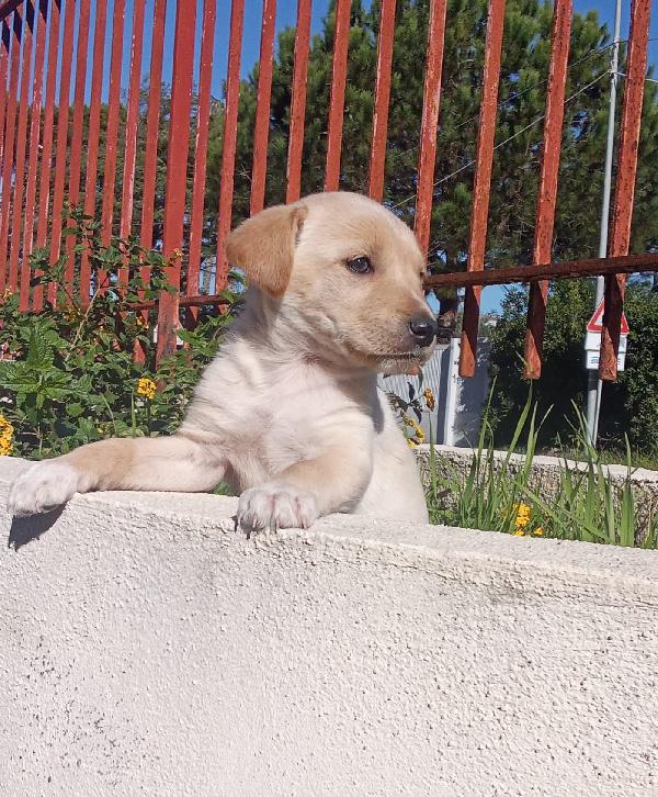 PUPETTA 2 mesi e mezzo taglia medio piccola  Foto 3