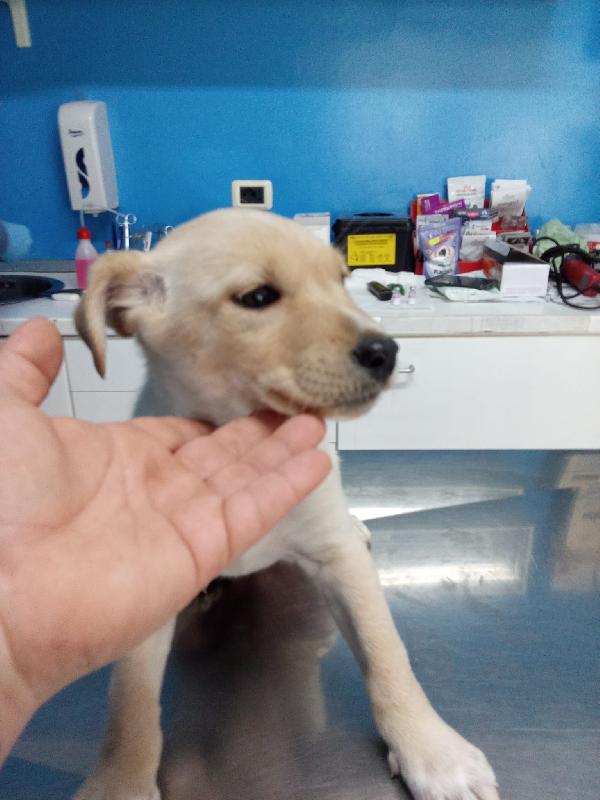 PUPETTA 2 mesi e mezzo taglia medio piccola  Foto 4