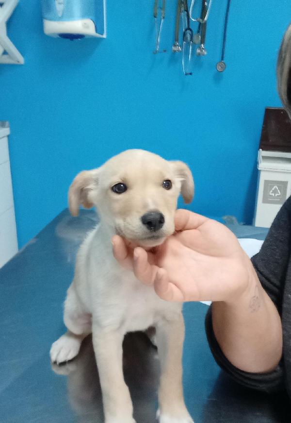 PUPETTA 2 mesi e mezzo taglia medio piccola  Foto 5