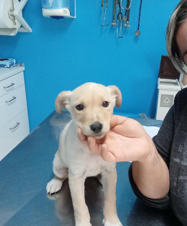 PUPETTA 2 mesi e mezzo taglia medio piccola  Foto 6