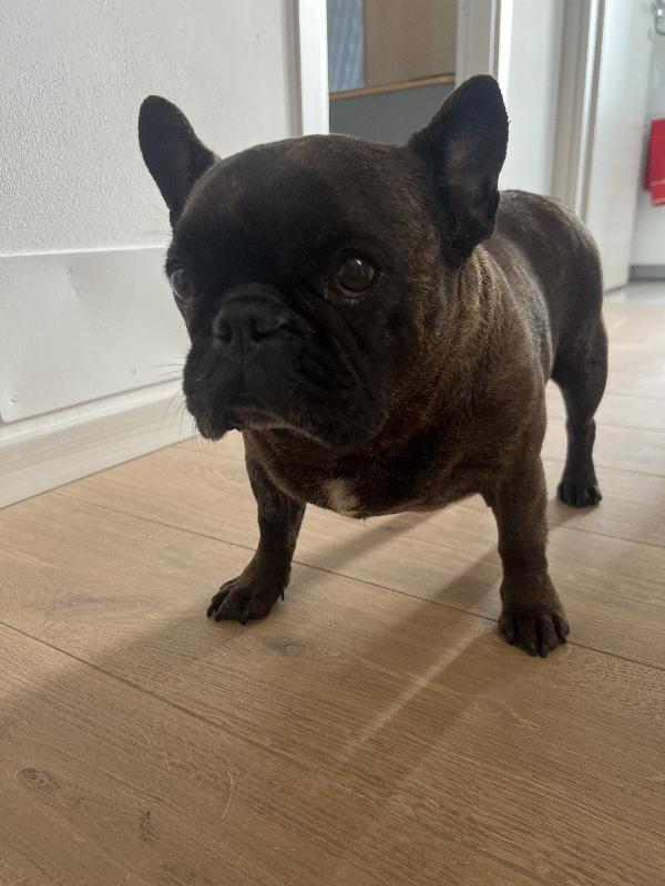 In Cerca Di Una Nuova Famiglia Amorevole – Bulldog Francese Femmina 