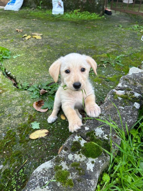 Lucy Splendida Dolce Cucciola Cerca Famiglia 