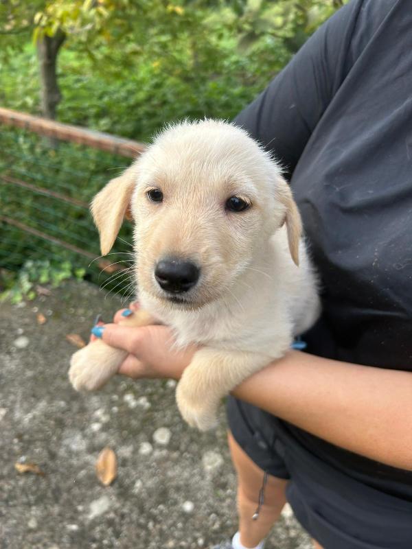 Lucy splendida dolce cucciola cerca famiglia  Foto 2