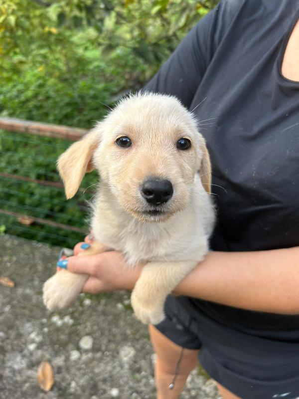 Lucy splendida dolce cucciola cerca famiglia  Foto 3