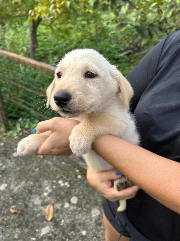 Lucy splendida dolce cucciola cerca famiglia  Foto 4